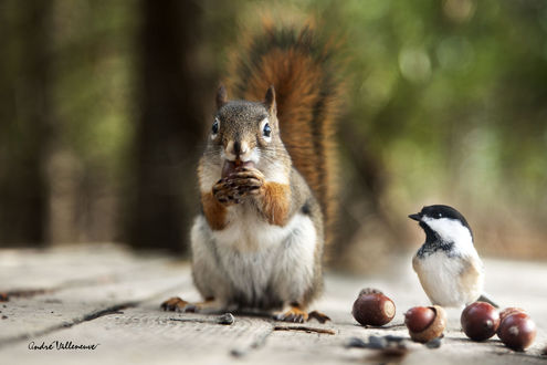 Обои на рабочий стол Белочка с желудем и птичка рядом, фотограф Andre Villeneuve