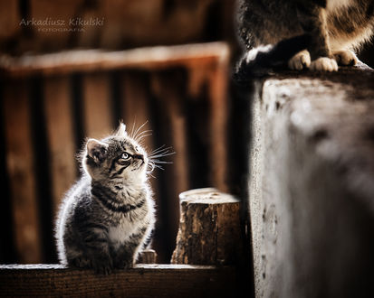 Обои на рабочий стол Кошка смотрит на другого кота, Фотограф Arek Kikulski