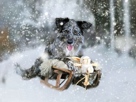 Обои на рабочий стол Лохматый пес на санках везет детям игрушки