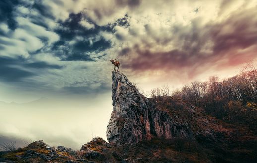 Обои на рабочий стол Олень стоит на вершине скалы, фотограф Ionut Caras
