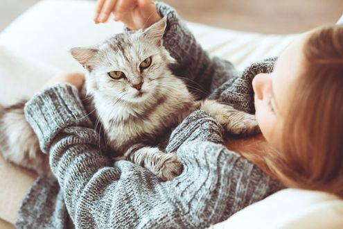 Обои на рабочий стол Девушка собирается погладить кота