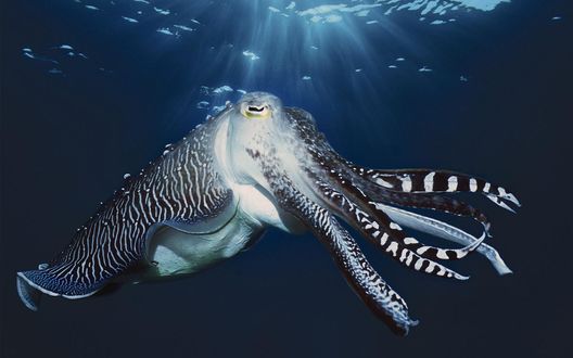 Обои на рабочий стол Осьминог в воде