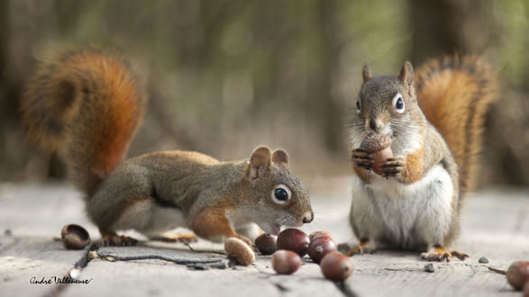 Обои на рабочий стол Белки с желудями, фотограф Andre Villeneuve