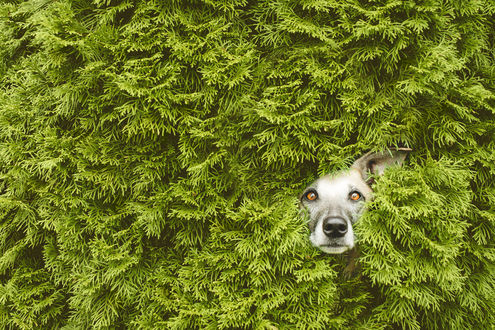 Обои на рабочий стол Выглядывающая мордочка собаки, by Elke Vogelsang