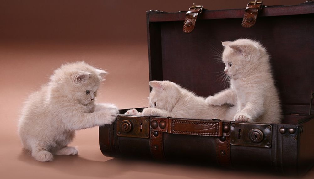 Обои для рабочего стола Два персиковых котенка играют с чемоданом, а третий на это смотрит