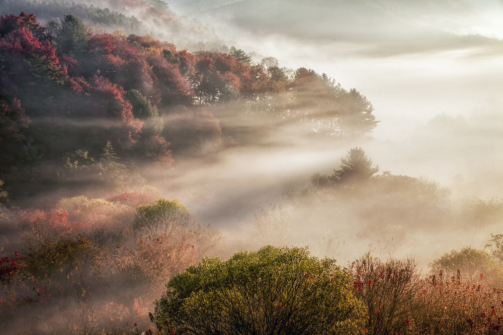 Осенний Лес В Тумане Фото