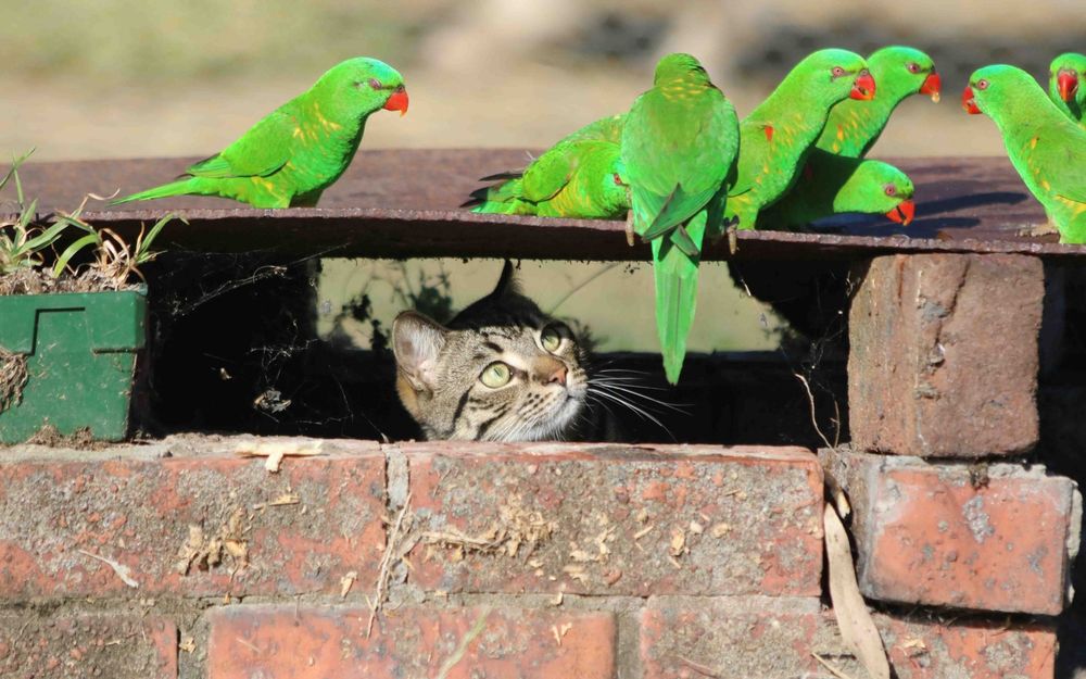 Обои для рабочего стола Серый зеленоглазый кот следит из щели за стайкой зеленых попугаев