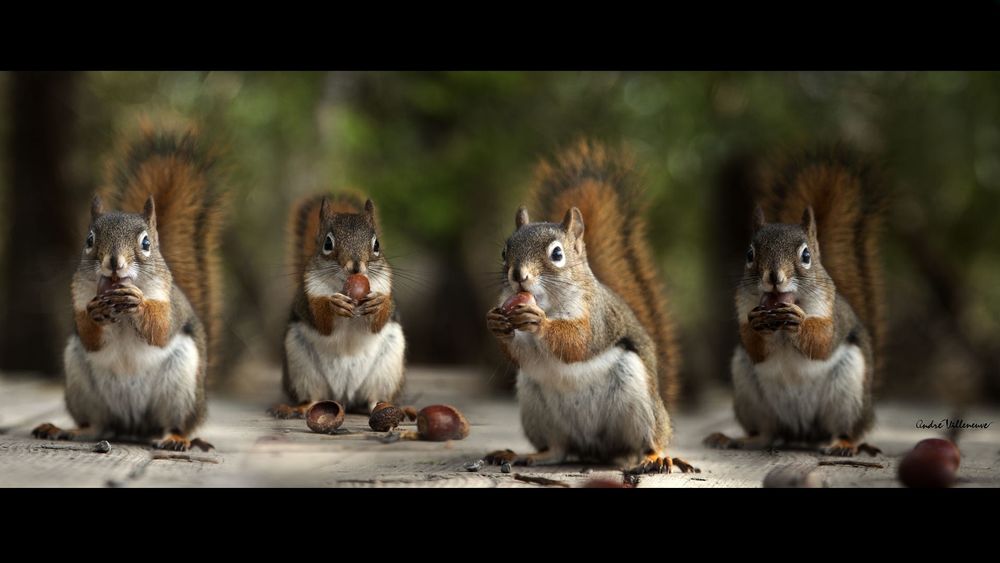 Обои для рабочего стола Белки с каштанами, фотограф Andre Villeneuve