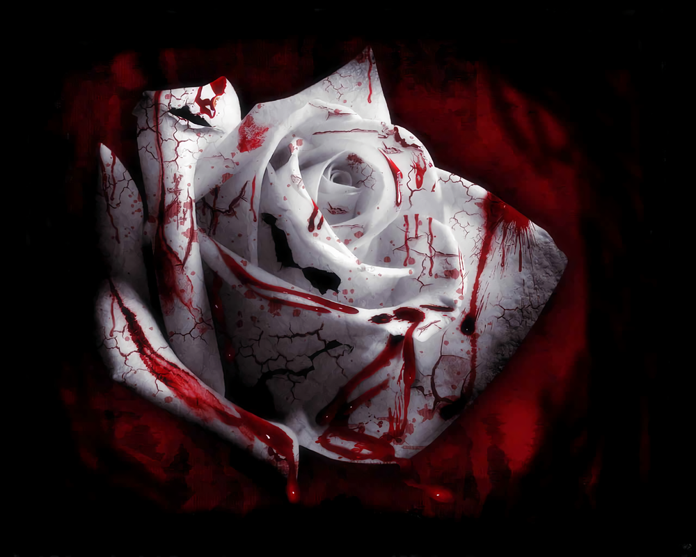 Обои для рабочего стола Кровавая белая роза на черно-красном фоне