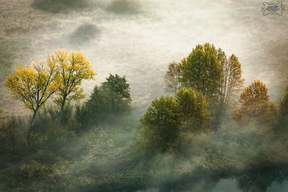 Обои для рабочего стола Деревья в тумане, ноябрь, фотограф Pier Biffi
