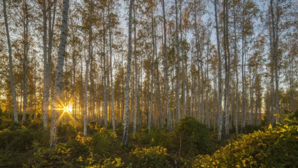 Обои для рабочего стола Березовая роща в Крыму, фотограф Роман Любимский