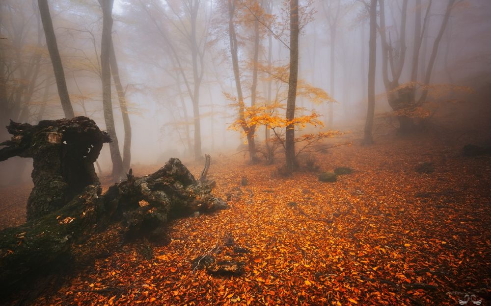 Обои для рабочего стола Туман в осеннем лесу, фотограф Виктор Лебедь