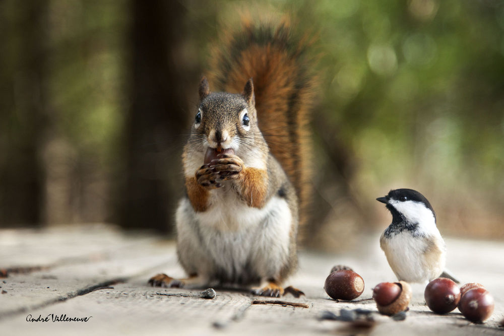 Обои для рабочего стола Белочка с желудем и птичка рядом, фотограф Andre Villeneuve
