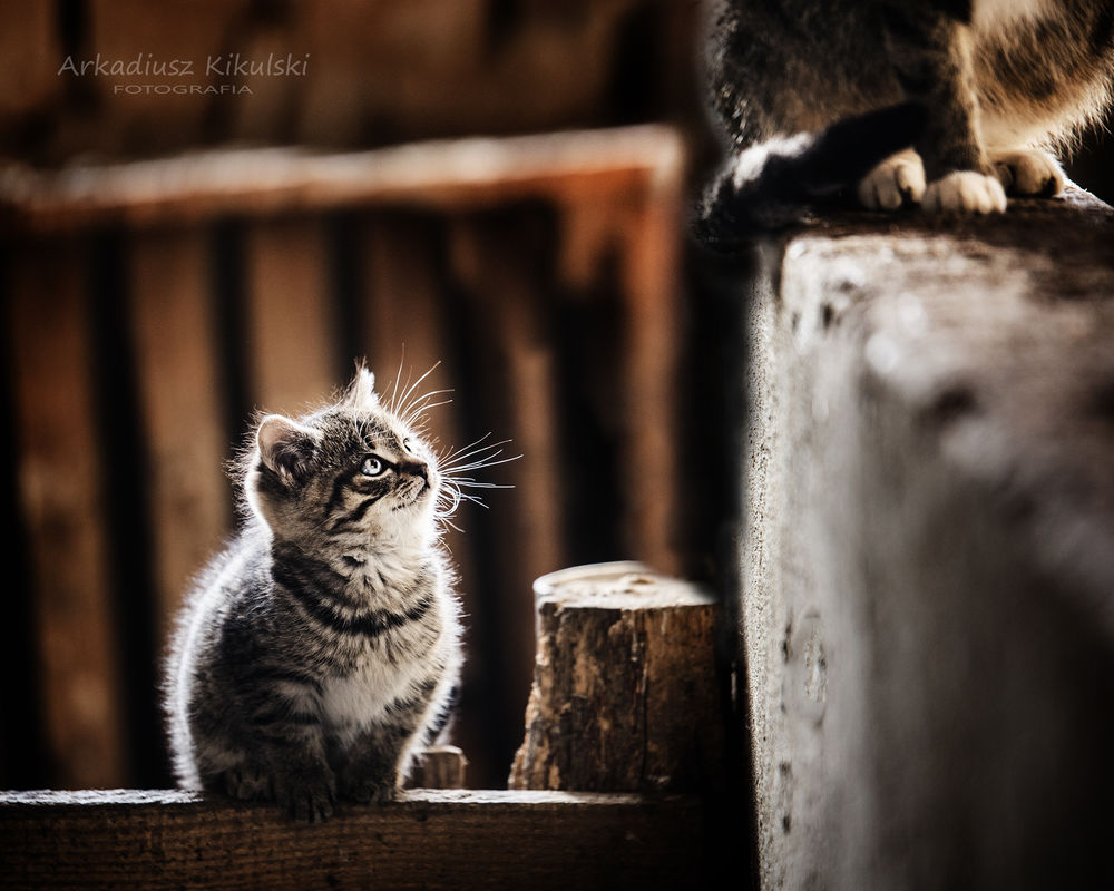 Обои для рабочего стола Кошка смотрит на другого кота, Фотограф Arek Kikulski
