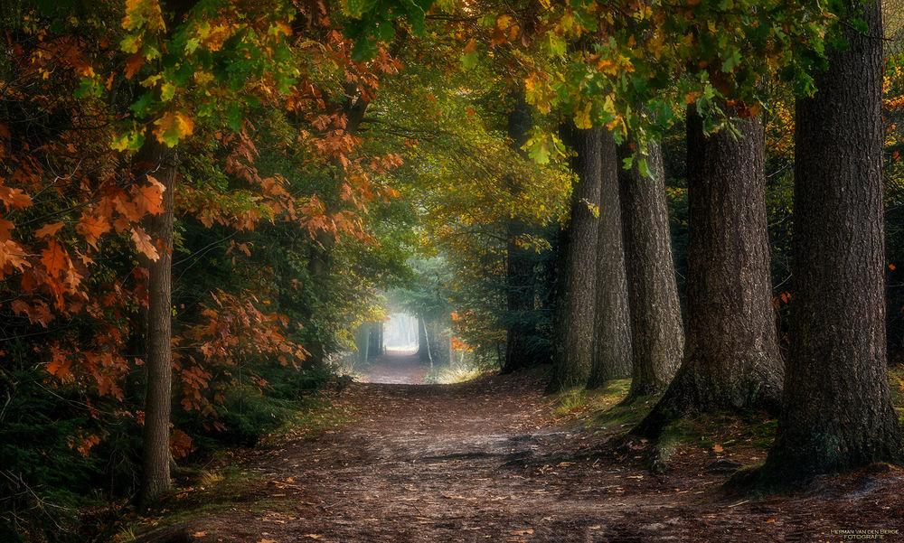 Обои для рабочего стола Дорога в лесу, Holland / Голландия, фотограф Herman van den Berge