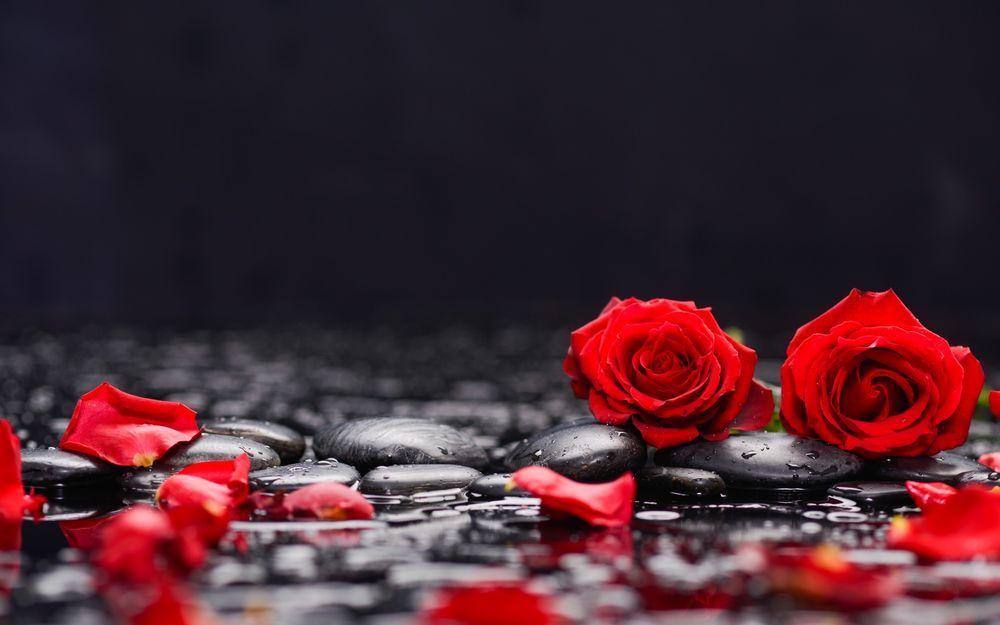 Обои для рабочего стола Красные розы и лепестки лежат на мокрых камешках