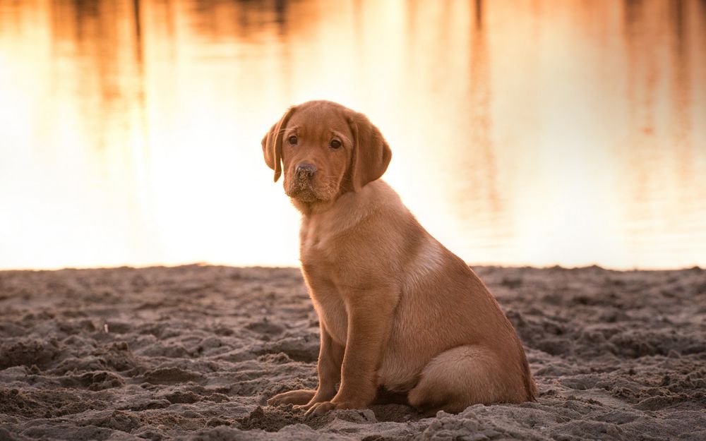 Обои для рабочего стола Щенок сидит на песке у воды
