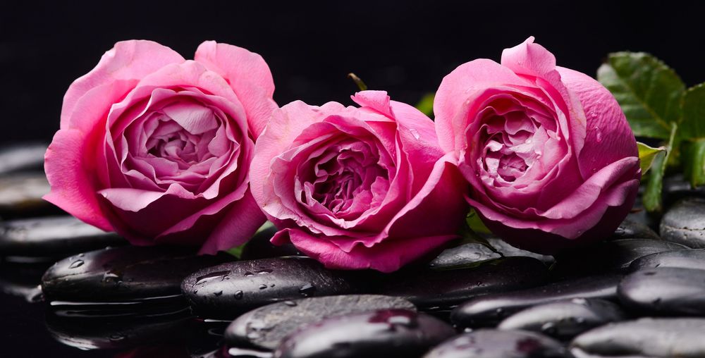 Обои для рабочего стола Три розовые розы лежат на черных камешках у воды