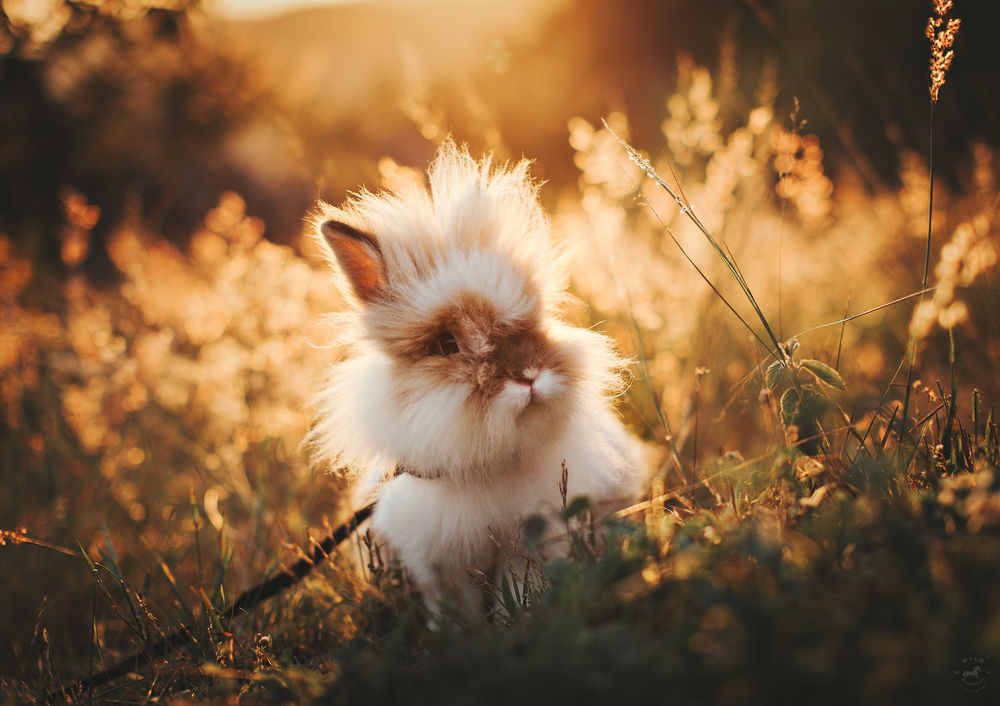 Обои для рабочего стола Смешной кролик сидит в траве, фотограф Helena Lopes