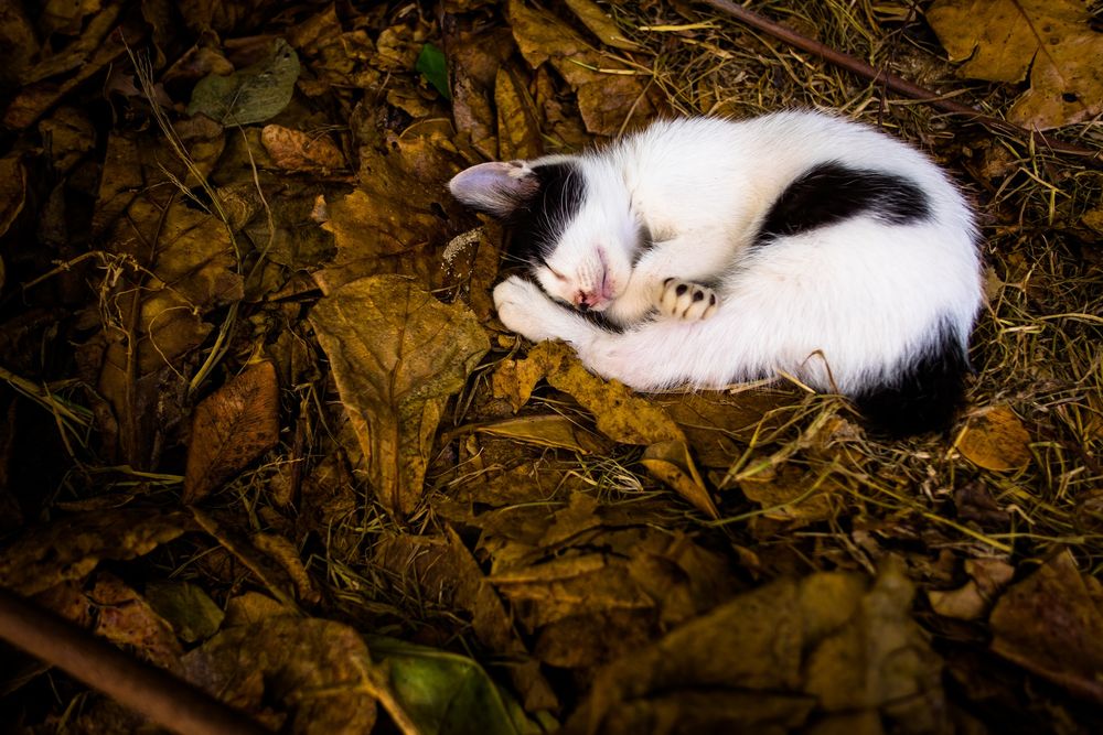 Обои для рабочего стола Спящий на листве черно-белый кот