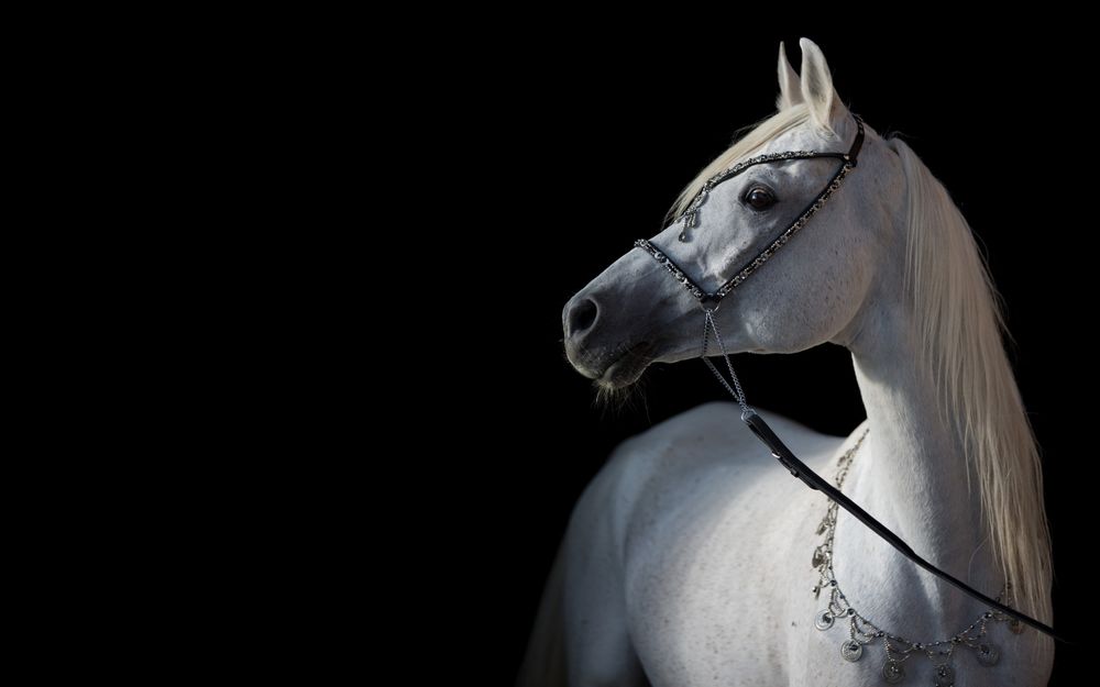 Обои для рабочего стола Арабская белая лошадь на черном фоне, фотограф OliverSeitz