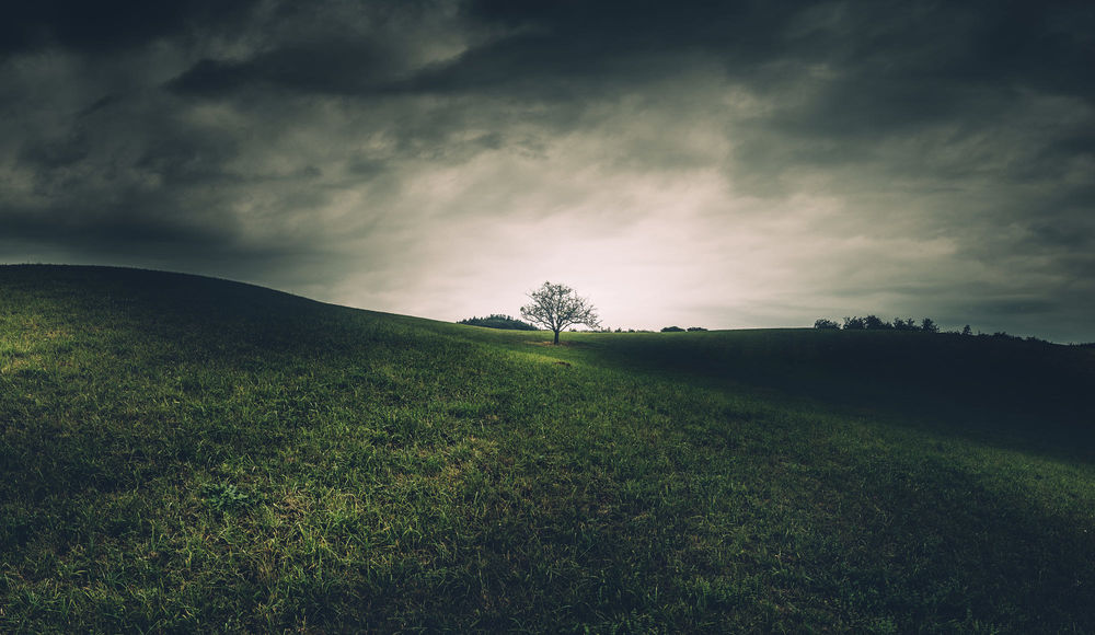Обои для рабочего стола Дерево на холме, by HatCat Photography