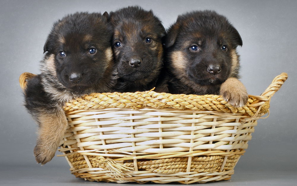 Обои для рабочего стола Три щенка породы немецкая овчарка отдыхают в корзине