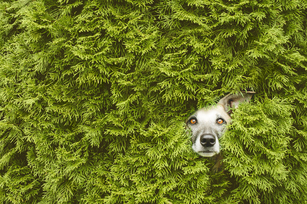 Обои для рабочего стола Выглядывающая мордочка собаки, by Elke Vogelsang