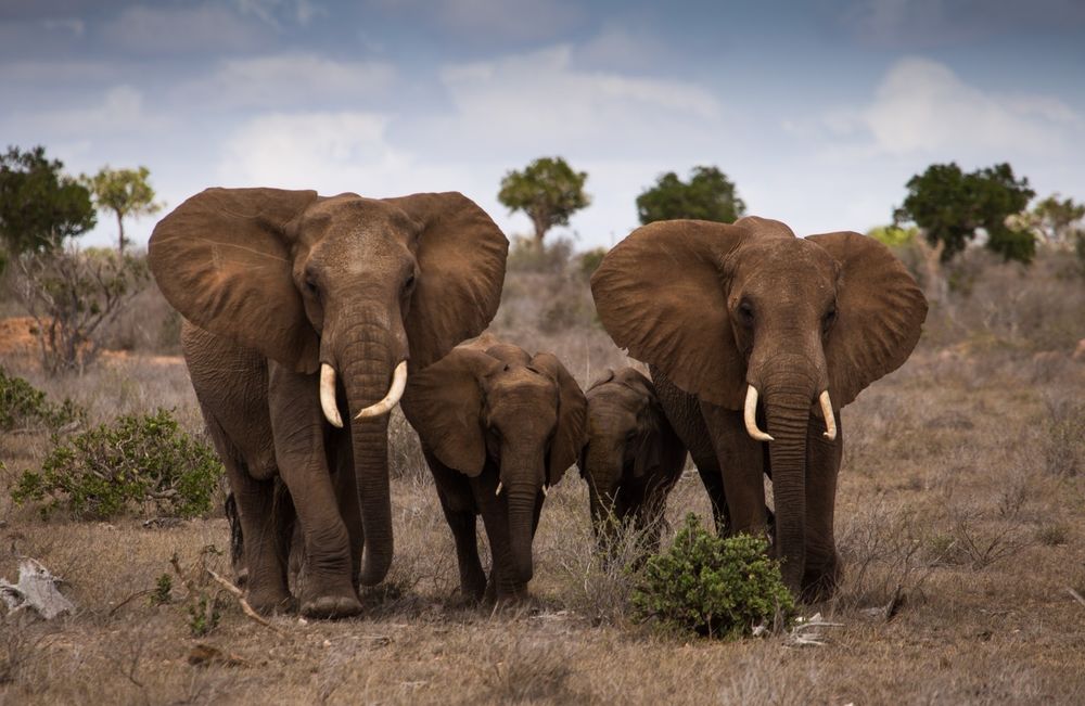 Обои для рабочего стола Слоновая семья идущая по сухой траве Саванны