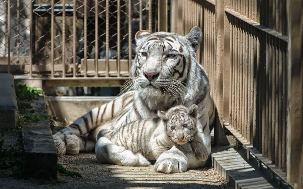 Белая тигрица (58 фото)