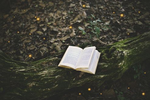 Обои на рабочий стол Открытая книга лежит на поваленном дереве