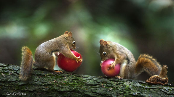 Обои на рабочий стол Белочки с яблоками на поваленном дереве, фотограф Andre Villeneuve