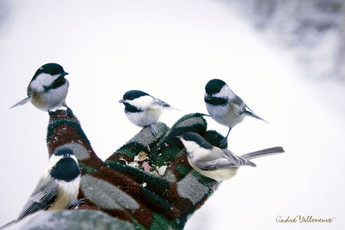 Обои на рабочий стол Птички на руке человека, фотограф Andre Villeneuve