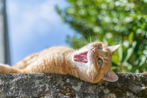 Обои на рабочий стол Рыжий кот зевает