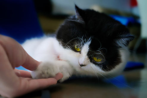 Обои на рабочий стол Рука хозяина трогает черно-белого кота