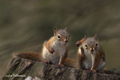 Обои на рабочий стол Две белки на пне, фотограф Andre Villeneuve