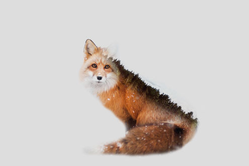 Обои на рабочий стол Лиса, на шерсти которой деревья, by 0l-Fox-l0