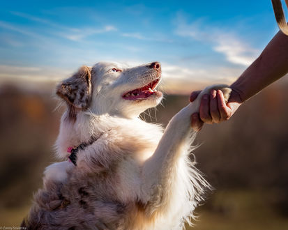 Обои на рабочий стол Собака подала руку хозяйке