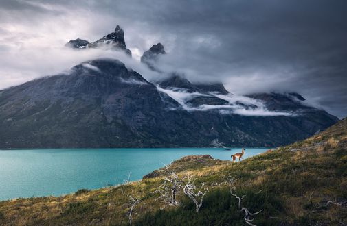 Обои на рабочий стол Гуанако пасутся на берегу у озера, Torres del Paine, Chile / Торрес-дель-Пейн, Чили, фотограф Marco Grassi
