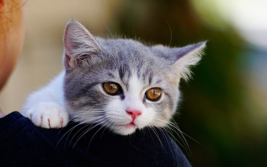 Обои на рабочий стол Котенок на плече хозяина