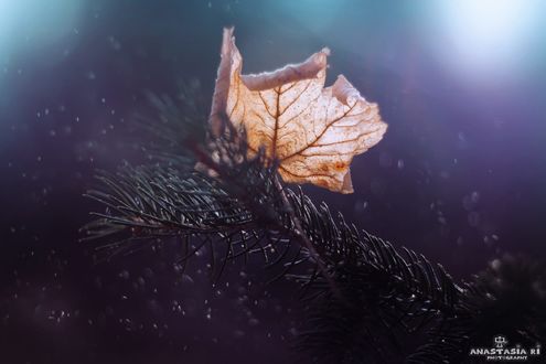 Обои на рабочий стол Осенний кленовый лист на елочной ветке, фотограф Anastasia Ri