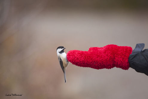 Обои на рабочий стол Птичка на руке человека в красной варежке, фотограф Andre Villeneuve