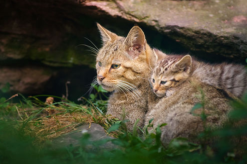 Обои на рабочий стол Дикая кошка с котенком наблюдают на природе