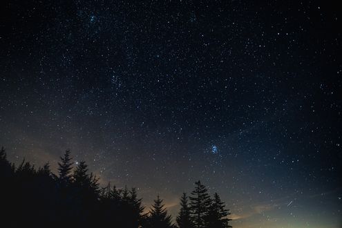 Обои на рабочий стол Звездное небо над верхушками елей