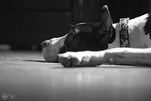 Обои на рабочий стол Немецкий дог лежит на полу, by ONE-Photographie