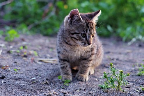 Обои на рабочий стол Полосатый котенок сидит на земле