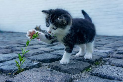 Обои на рабочий стол Котенок трогает лапкой цветок, by S0n0ra