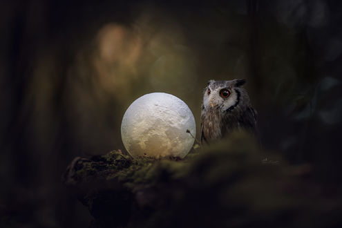 Обои на рабочий стол Сова сидит рядом с шаром, похожим на луну, фотограф Tanja Brandt