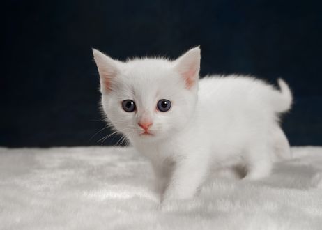 Обои на рабочий стол Маленький голубоглазый белый котенок