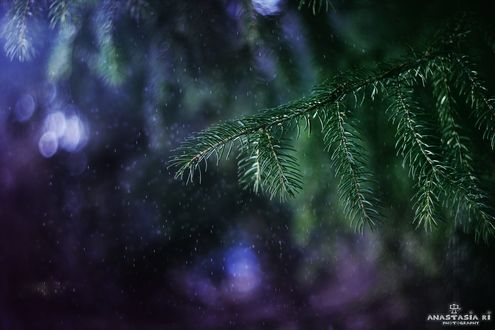 Обои на рабочий стол Ветка елки под дождем, фотограф Anastasia Ri